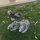 دجاج بوم