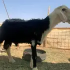 خاروف نجدي حار