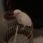 فرخ روز تم البيع