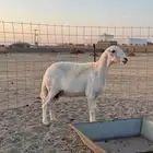 شاه حايل كفو شحم