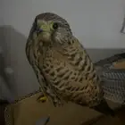 معداتقيله للاجار معى السواق