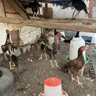 دجاج بكستاني لا البيع
