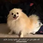 كلبه مفقوده ف المدينه
