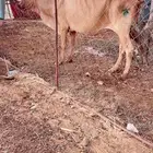 بقره جامع