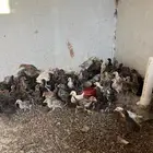 صيصان العمر شهر