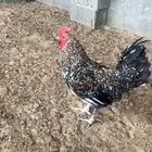 طقم دجاج براهاما