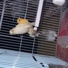 كناري للبيع
