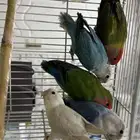 للبيع روز ذكور واناثي محللين ب شهايد