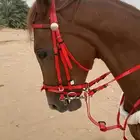 فرس