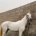 حصان خيل