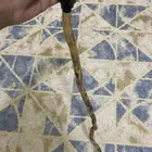 عصا عجراء للبيع. التواصل واتس