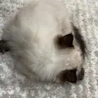 كيتن هملايا