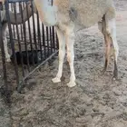حشو مواشي