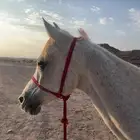 فرس للبيع بارده جدا  حقت مبتدئين ل التفاصيل الخاص