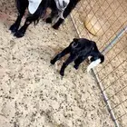 عنز عارضيه صافه شبب تحتها جفره