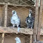 حمام صنعاوي