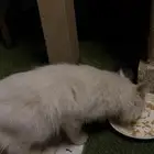 قط ابيض متخلي عنه