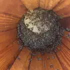 نحل سلاله عاسله