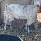 عنز مضرع لها ثلاث شهور فاحصها اليوم