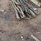 للبيع خشب اثل