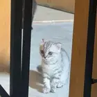 قطه كيتن سكوتش مكس شيرازي