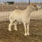 طلي مشروع فحل صنف الصنف