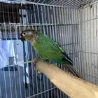ذكر كنيور منتج بلو شيك