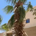 تربة