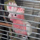 كوكاتو قالا اليفه جدا