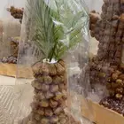 نخلة التمر للضيافة