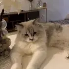 للتبني