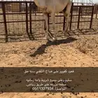 قعود فحل نادر