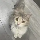قطة أنثى للتبني