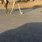 لقحه وضحى