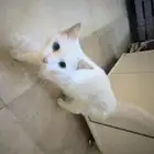 ثلاث قطط شيرازي