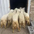 طليان ديره حقت مناسبات