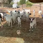 تيوس طيبه