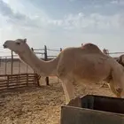 قعود ركبي