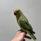 ببغاء الدره