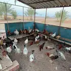 دجاج بلدي العمر خمسة شهور بشاير