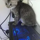 قطوه لتبني عمرها 3 شهور تقريبا