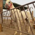 حصان شعبي سبق