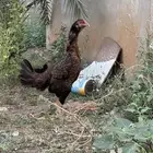 دجاجة شامو معاها صوص