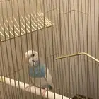 طيور بادجي صغار