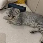 قطط صغيرة شهر ونص