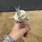 ببغاء كروان اليف