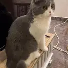 قطط سكوتش فولد