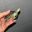 سلحفاء مرحه ولطيفه تحب اللعب ماتعض الا لو خافت