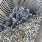 فروخ كروان منوعه