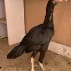 دجاج سندي